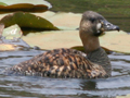 White-backed Duck